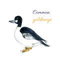 Common goldeneye bird. Bucephala clangula is sea duck. Watercolor illustration