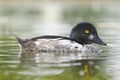 Common Goldeneye , Bucephala clangula Royalty Free Stock Photo
