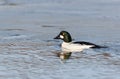 The common goldeneye Bucephala clangula adult male swimming in the river, wildlife scene