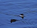 Common goldeneye - Bucephala clangula Royalty Free Stock Photo