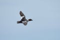 Common goldeneye Bucephala clangula female flying. Royalty Free Stock Photo