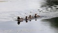 Common Goldeneye (Bucephala clangula) female in water Royalty Free Stock Photo