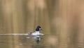 Common Goldeneye(Bucephala clangula) male in water Royalty Free Stock Photo