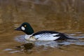 Common goldeneye, Bucephala clangula, medium-sized sea duck in the river water. Black and white bird with dark head and yellow eye Royalty Free Stock Photo