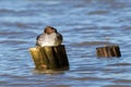 Common goldeneye