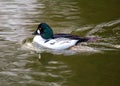 Common Goldeneye (Bucephala clangula) spotted on water Royalty Free Stock Photo