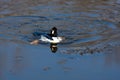 Common Goldeneye Drake