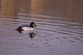 Common Goldeneye Drake