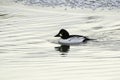 Common Goldeneye