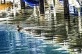 Common Goldeneye Duck Reflection Abstract Gig Harbor Washington State Royalty Free Stock Photo