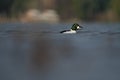 Common goldeneye feeding in the sea bay Royalty Free Stock Photo