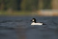 Common goldeneye feeding in the sea bay Royalty Free Stock Photo