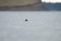 Common goldeneye feeding in the sea bay Royalty Free Stock Photo