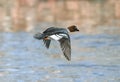 Common Goldeneye female duck flying over a blue lake Royalty Free Stock Photo