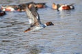 Common Goldeneye female duck in flight over lake with ducks in background Royalty Free Stock Photo
