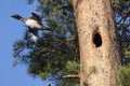 Common Goldeneye flying out of the nest Royalty Free Stock Photo