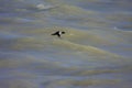 Common Goldeneye Hen Flying  818578 Royalty Free Stock Photo