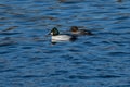 Common Goldeneye Pair