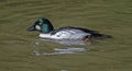 Male Common Goldeneye