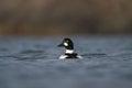 Common goldeneye swimming in the sea bay Royalty Free Stock Photo