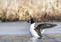 Common Goldeneye waving wings next to icecap in spring time