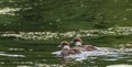 Common Goldeneye (Bucephala clangula) nestlings Royalty Free Stock Photo