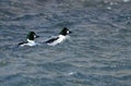 Common Goldeneyes Floating Down a Winter River