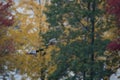 Common goldeneyes flying with colorful trees in the background