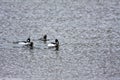 Common Goldeneyes 806908