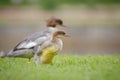 Common goosander chick