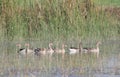 Common goose bird