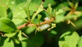 Common Gooseberry sawfly Nematus ribesii caterpillar munching away on barberry leaves. Close-up shot of sawfly larva Royalty Free Stock Photo