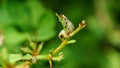 Common Gooseberry sawfly Nematus ribesii caterpillar munching away on barberry leaves. Close-up shot of sawfly larva green Royalty Free Stock Photo