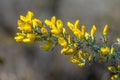 Common Gorse blooming