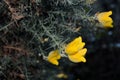 Common gorse flowers with black background