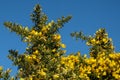 Common Gorse Ulex europaeus} flowering in the Ashdown Forest Royalty Free Stock Photo