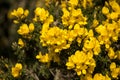 Common Gorse bursting into flower in springtime Royalty Free Stock Photo