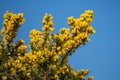 Common Gorse bursting into flower in springtime Royalty Free Stock Photo