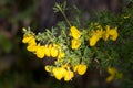 Common Gorse bursting into flower in springtime Royalty Free Stock Photo