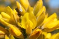 Common gorse (ulex europaeus) Royalty Free Stock Photo