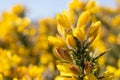 Common gorse (ulex europaeus) Royalty Free Stock Photo