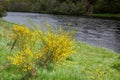 Common Gorse flowering by a Sottish river Royalty Free Stock Photo