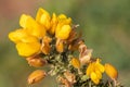 Common gorse ulex europaeus flowers Royalty Free Stock Photo