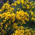 Common Gorse (Ulex europaeus)