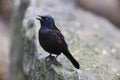 Common Grackle Royalty Free Stock Photo