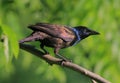 Common grackle Royalty Free Stock Photo