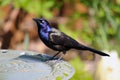 Common Grackle Royalty Free Stock Photo