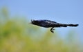 Common grackle Royalty Free Stock Photo