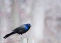 Common Grackle