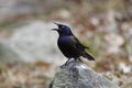 Common Grackle